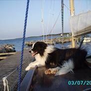 Border collie Jacki