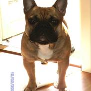 Fransk bulldog Oscar