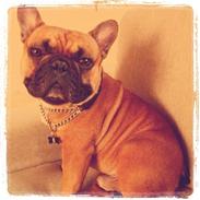 Fransk bulldog Oscar