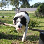 Border collie George