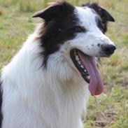 Border collie George