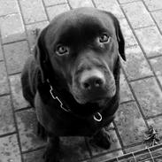 Labrador retriever Max (Verdens bedste hund) <3