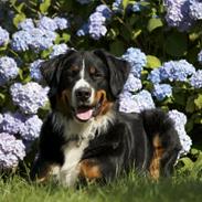 Berner sennenhund Diva