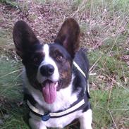 Welsh corgi cardigan Aasteds Fighting Friend (Ludvig)