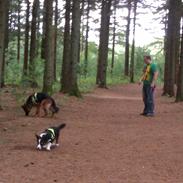 Welsh corgi cardigan Aasteds Fighting Friend (Ludvig)