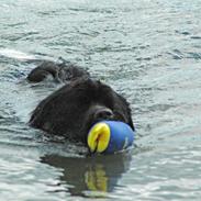 Newfoundlænder Joey