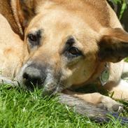 Blanding af racer | Cille