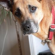 Blanding af racer | Cille