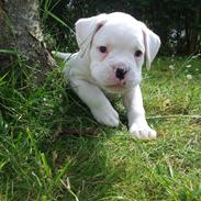Boxer Kandi