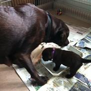 Labrador retriever Milka