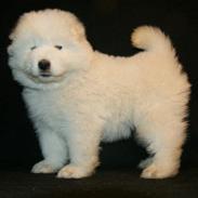 Samojedhund White Snow Star`s Armani - Kenzo