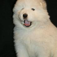 Samojedhund White Snow Star`s Armani - Kenzo