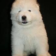 Samojedhund White Snow Star`s Armani - Kenzo