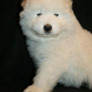 Samojedhund White Snow Star`s Armani - Kenzo