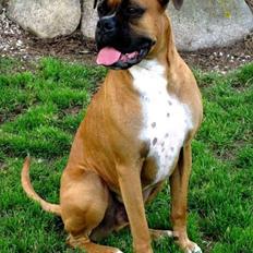 Boxer Carlos