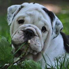 Engelsk bulldog Piiebuddy (Besta czin czin)