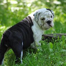 Engelsk bulldog Piiebuddy (Besta czin czin)