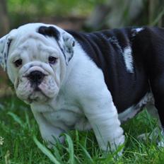 Engelsk bulldog Piiebuddy (Besta czin czin)