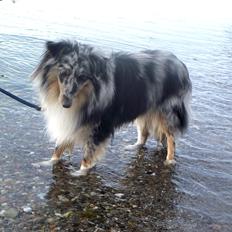 Shetland sheepdog Kennel Mifans Hero Hovsasa
