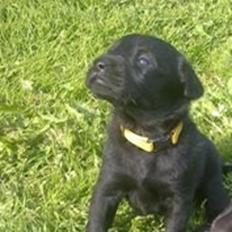 Labrador retriever Bella