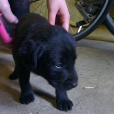 Labrador retriever Bella