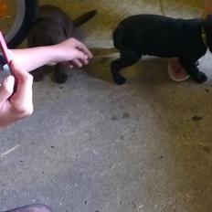 Labrador retriever Bella