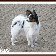 Papillon Kokos