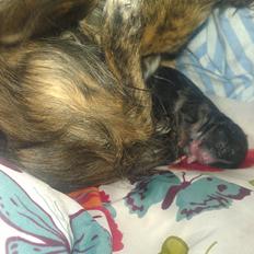 Chihuahua Calla Elwicca Dream Le Petita 1st (Destiny)