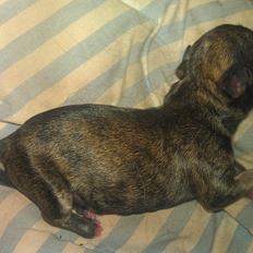 Chihuahua Calla Elwicca Dream Le Petita 1st (Destiny)