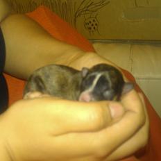 Chihuahua Calla Elwicca Dream Le Petita 1st (Destiny)