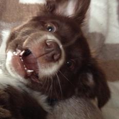 Australian shepherd Bosco