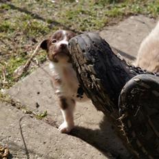 Australian shepherd Bosco