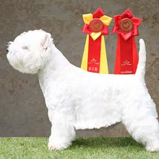 West highland white terrier Spencer.