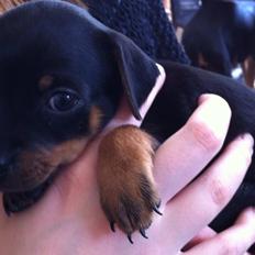 Blanding af racer Jolly