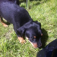 Blanding af racer Jolly