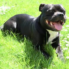 Staffordshire bull terrier Jackpot