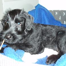 Riesenschnauzer Gracie Maren Brems