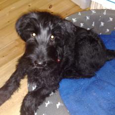 Riesenschnauzer Gracie Maren Brems