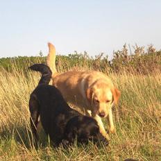 Labrador retriever (Formel 1) Zimba