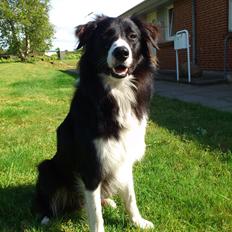 Border collie Uno