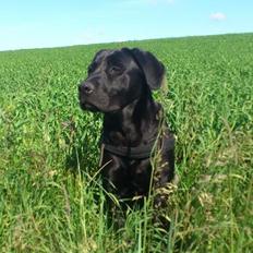 Labrador retriever Fie