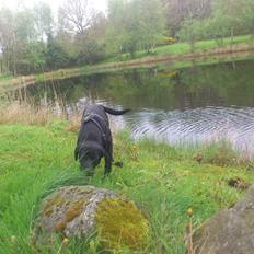 Labrador retriever Fie