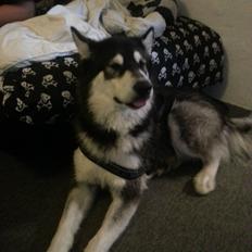 Alaskan malamute Laban