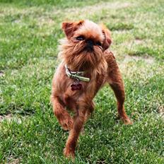 Griffon bruxellois Buti