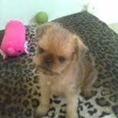 Griffon bruxellois Buti