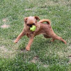 Griffon bruxellois Buti