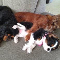 Cavalier king charles spaniel Vanilje