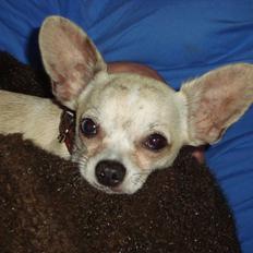 Chihuahua Kessler