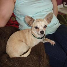 Chihuahua Kessler