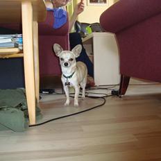 Chihuahua Kessler